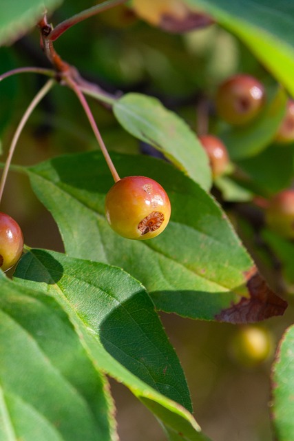 三核阵容的 三核阵容的